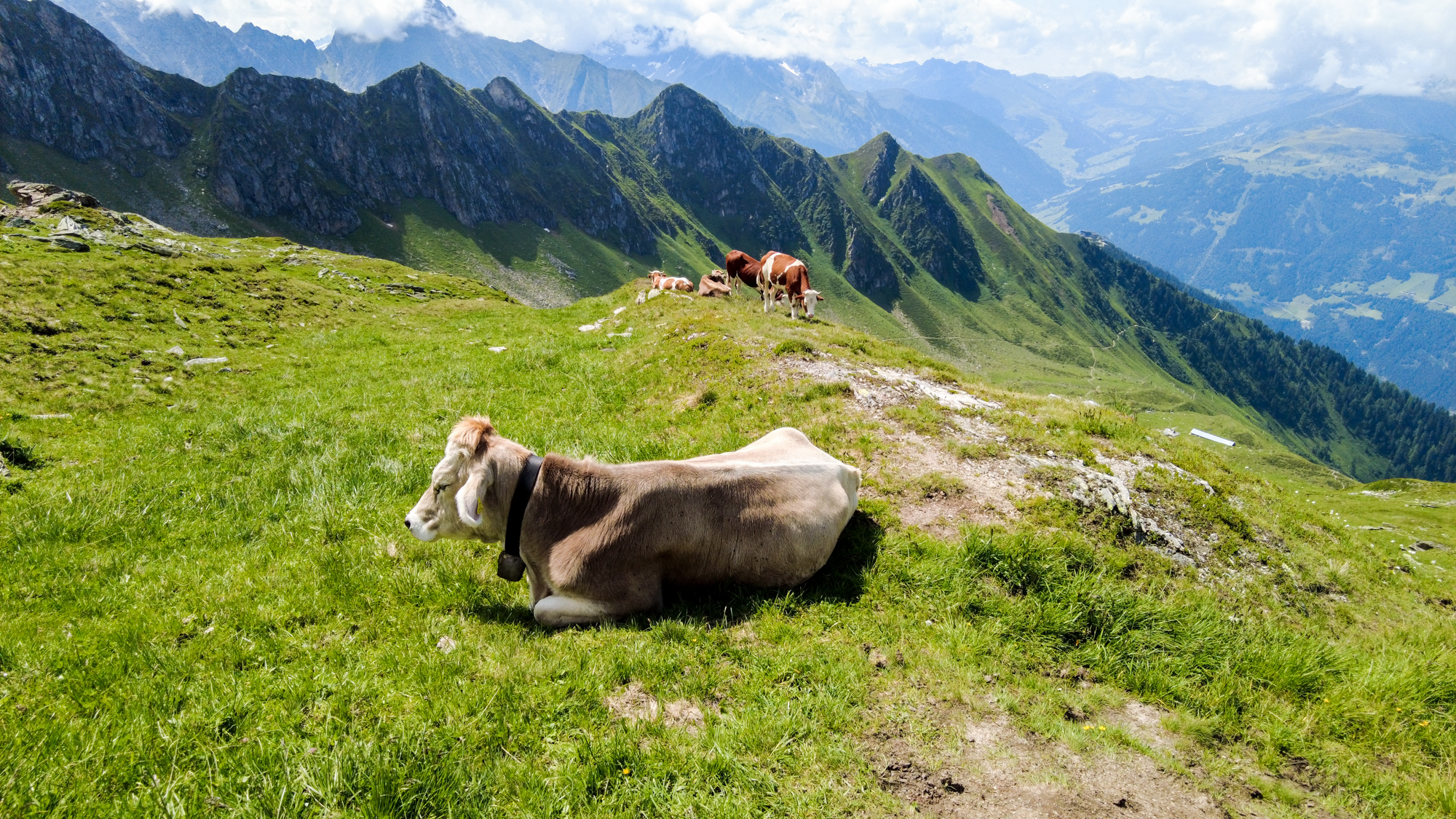 Čo by to bolo za túru v Alpách, keby v ceste nestála nejaký krava.