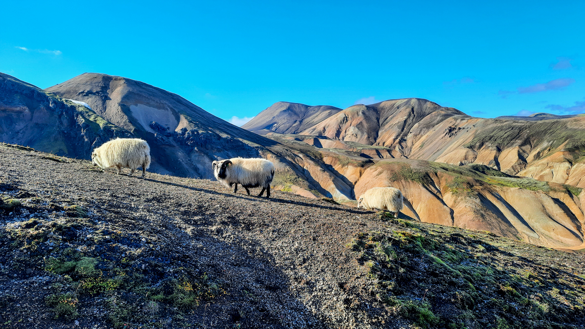 Ovce a barany nesmú na Islande chýbať.