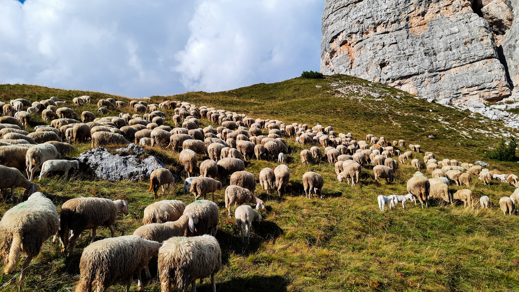Stádo oviec pod Torre Grande.