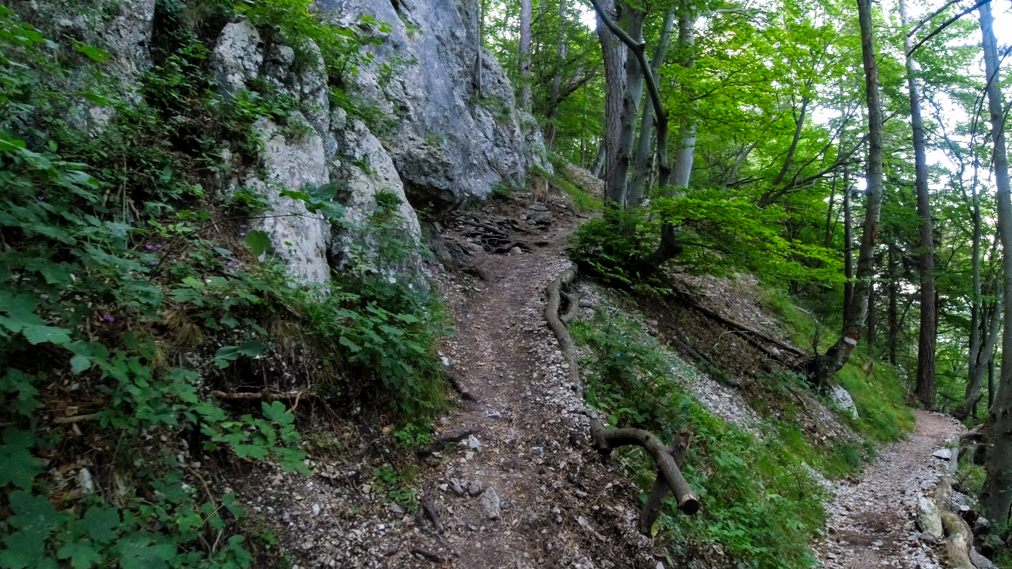 Nástupná lesná cesta k ferrate