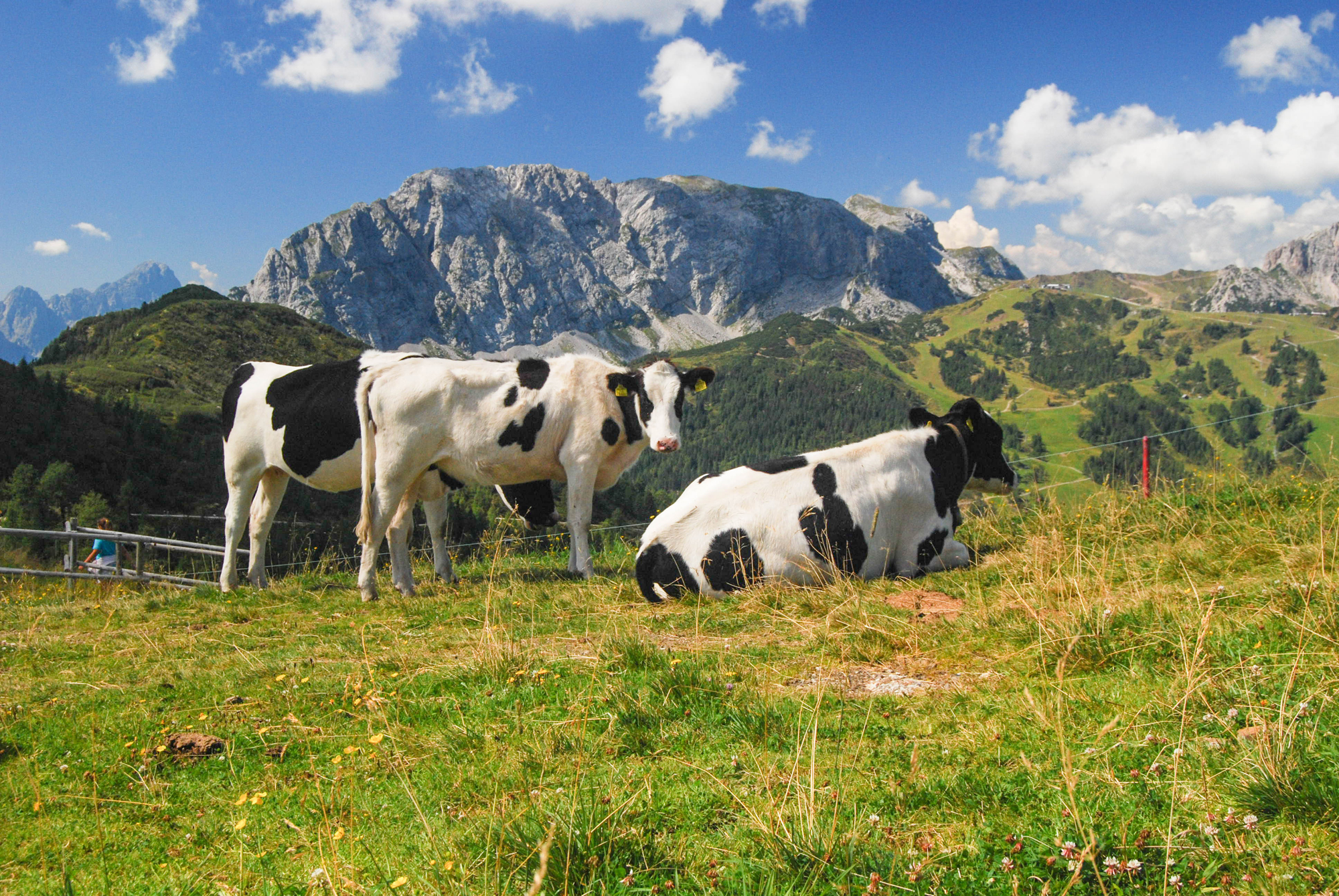 Alpské kravy, ktoré sa pasú vo výške okolo 2000 m