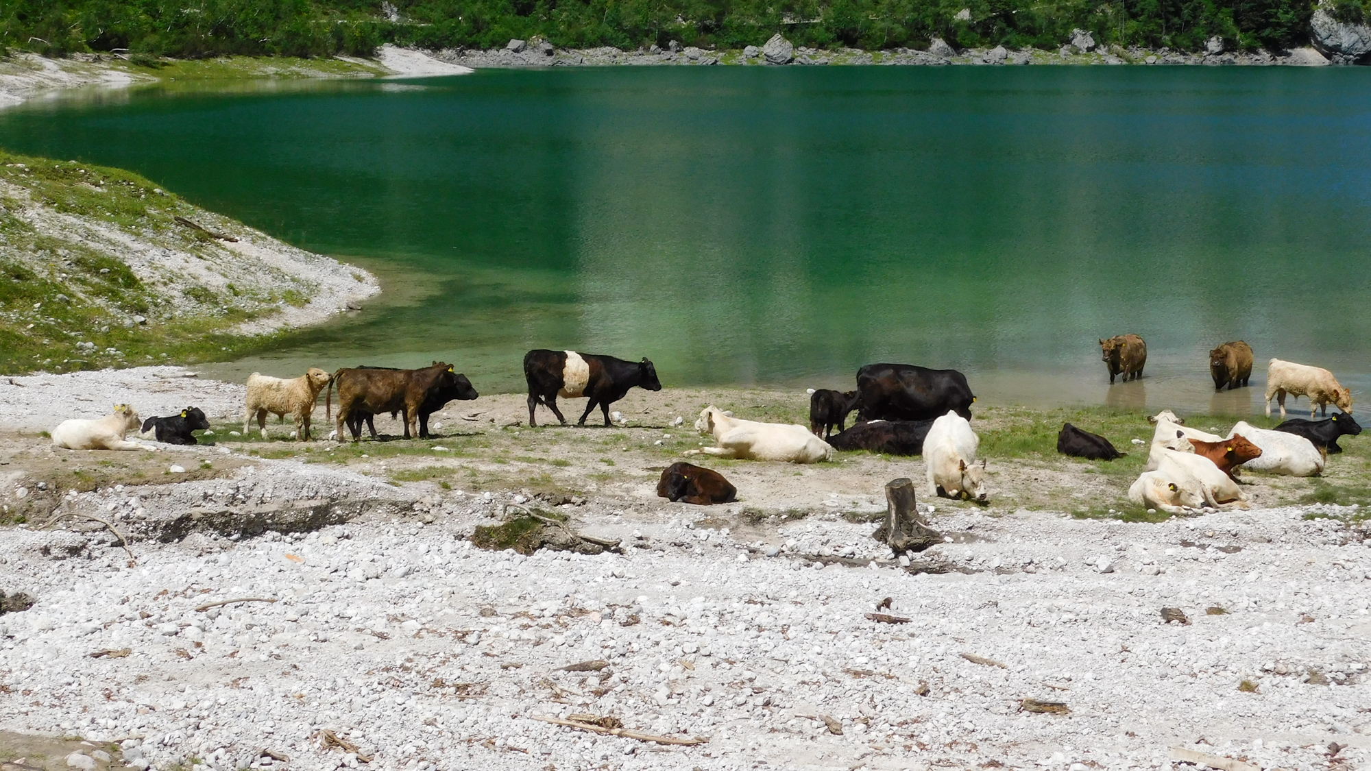 Kravy popri Gosausee.