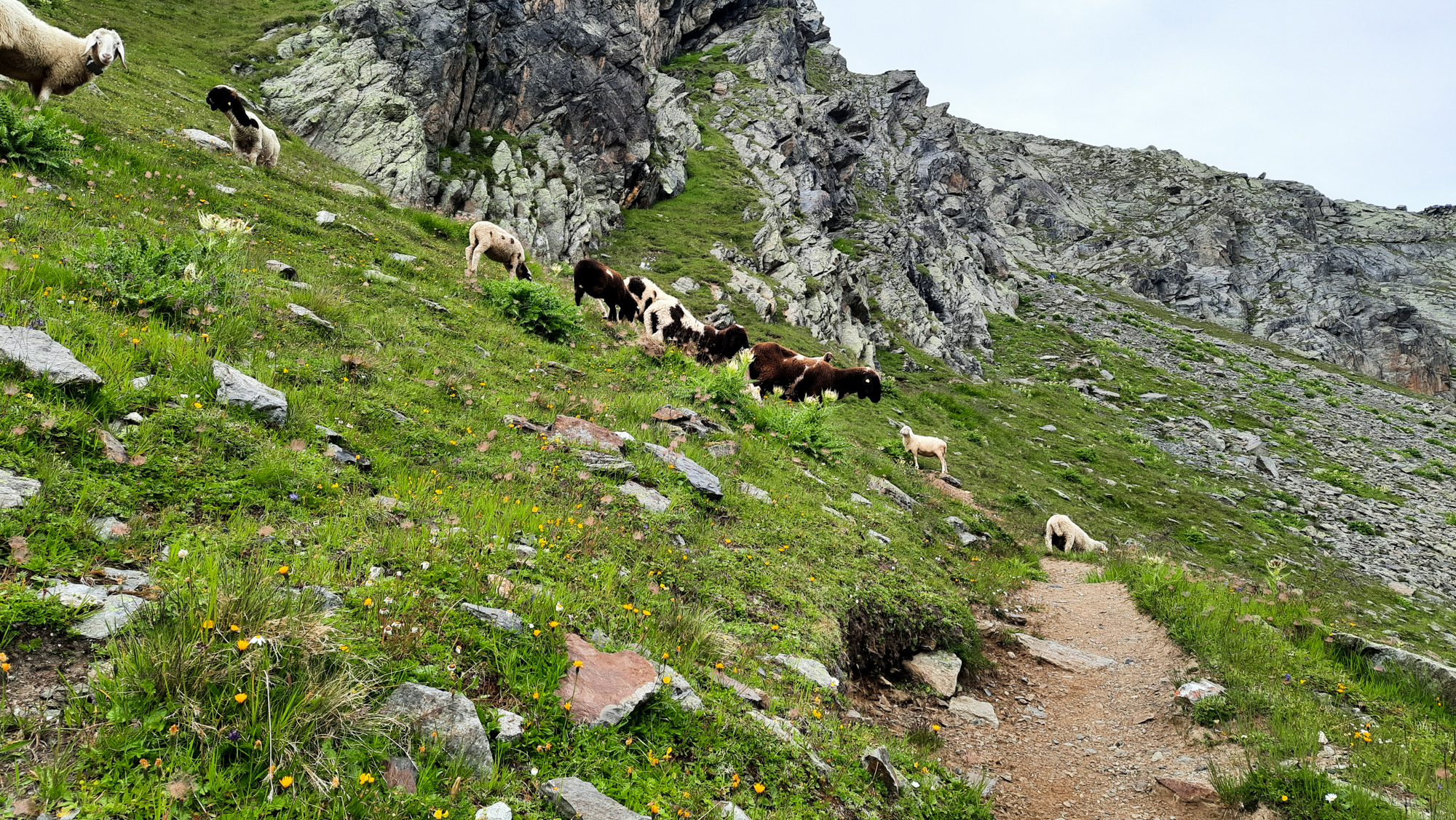 Cestu na vrchol môže skrížiť napríklad stádo oviec.