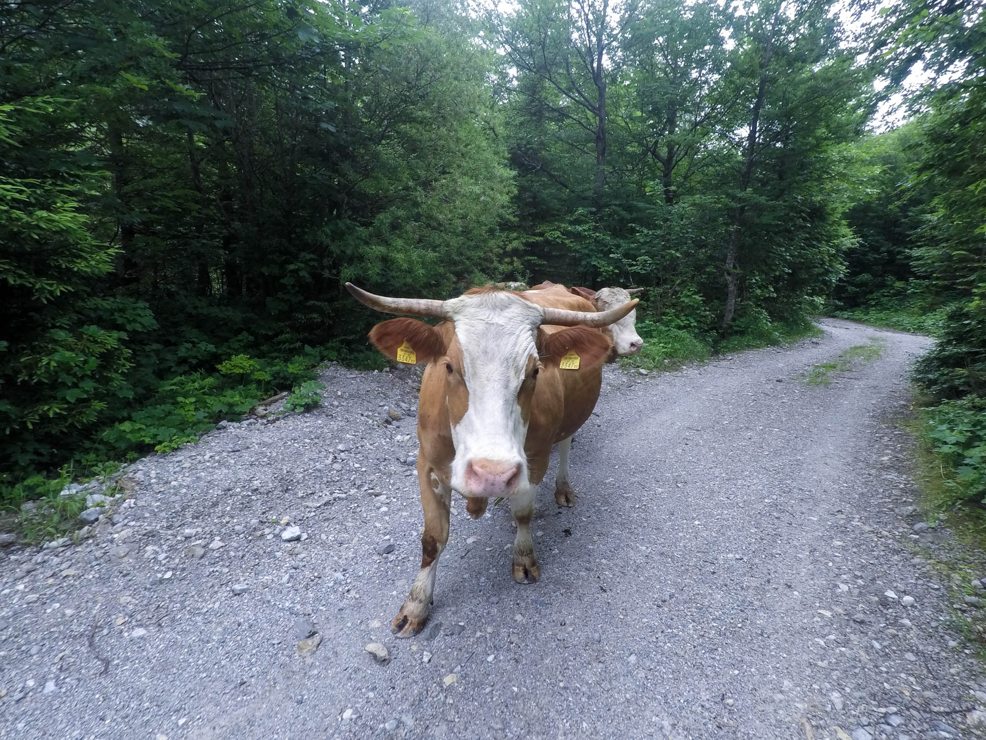 Kúsok cesty dolinou Seetal môžete mať spoločnosť