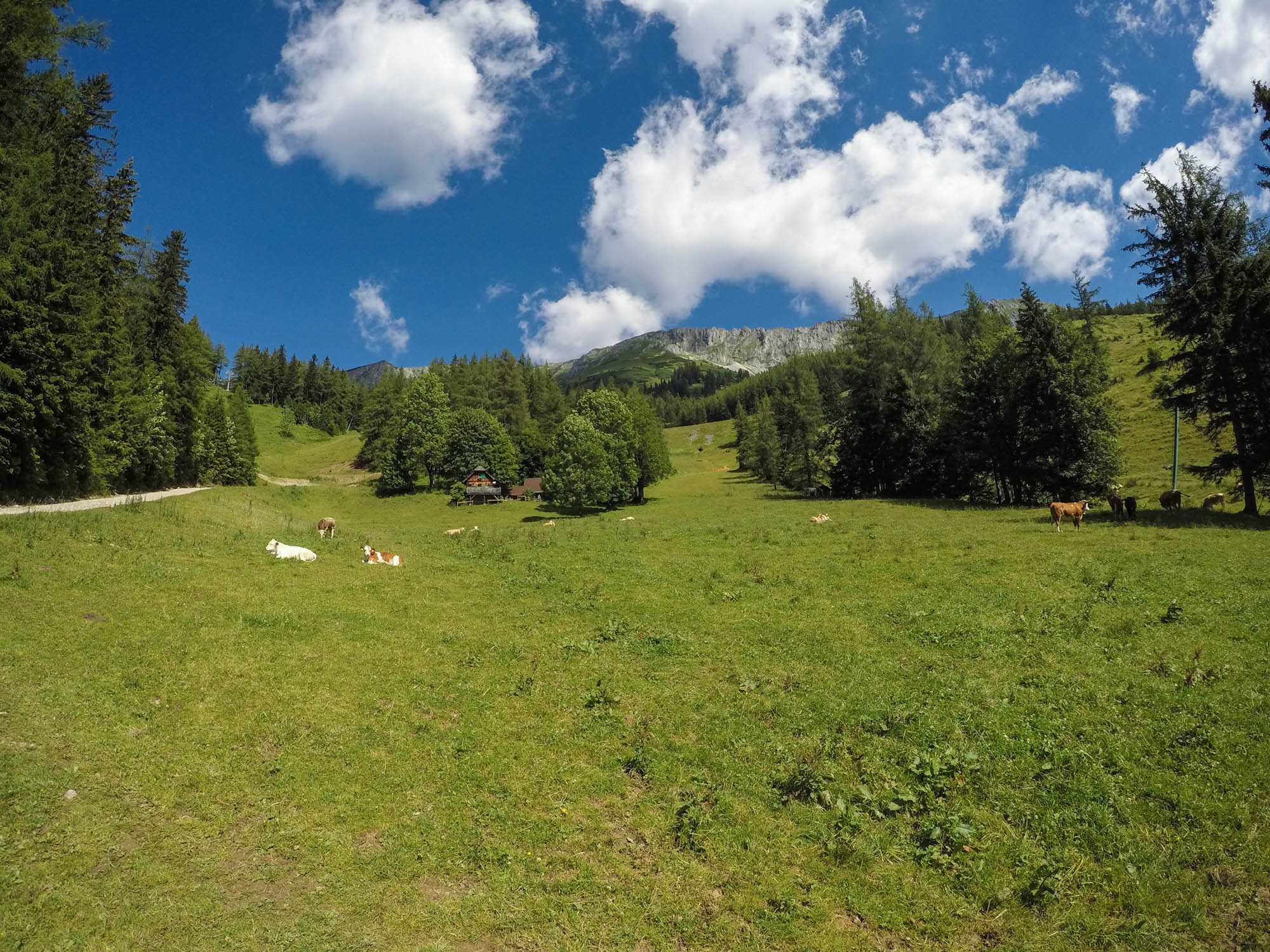 Cesta na Hohe Veitsch začína popri kravských pastvinách