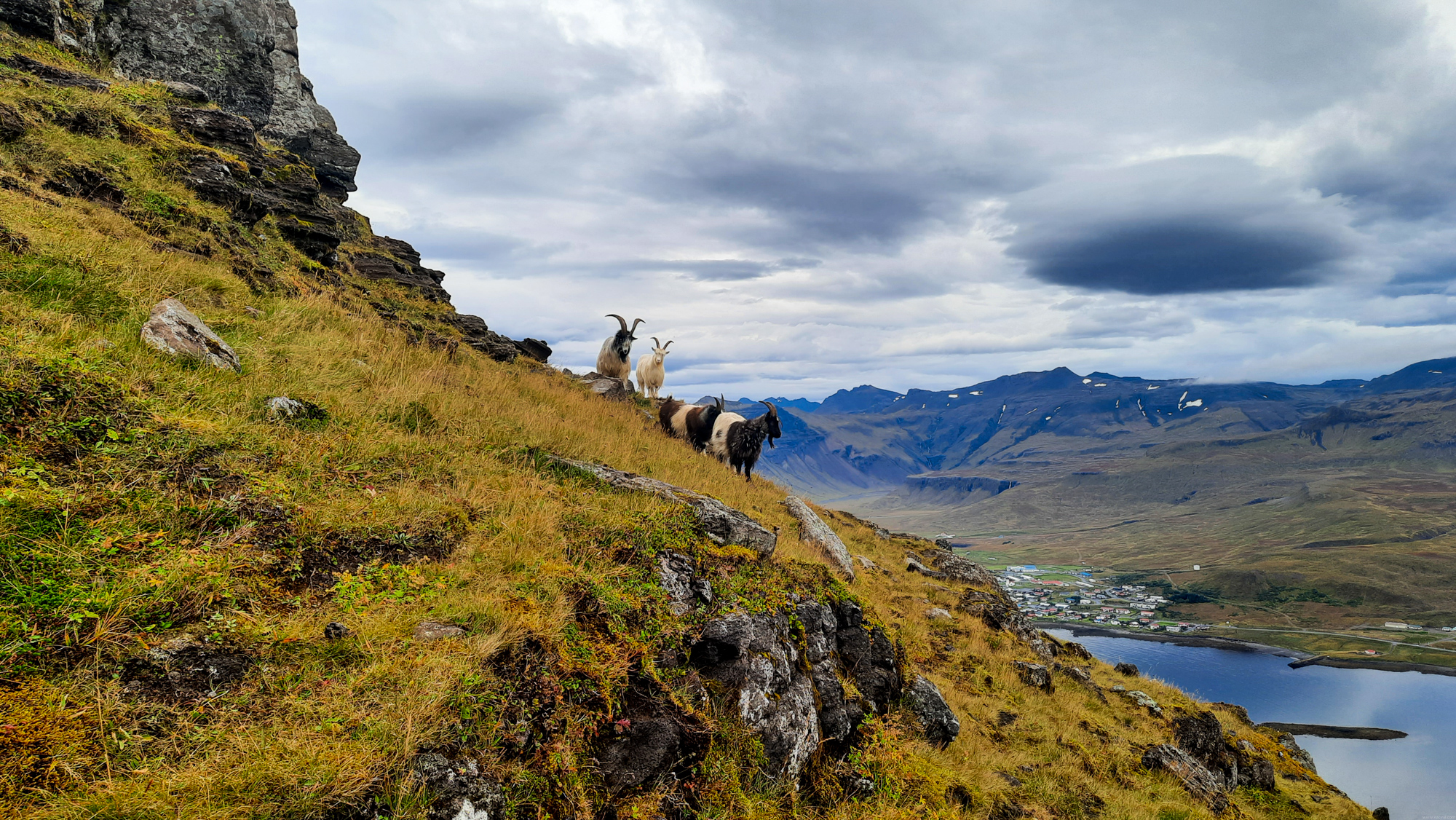 Obyvatelia hory Kirkjufell.