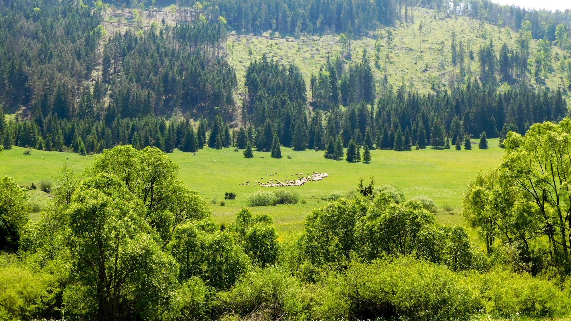 Stádo oviec, neďaleko obce Veľké Borové
