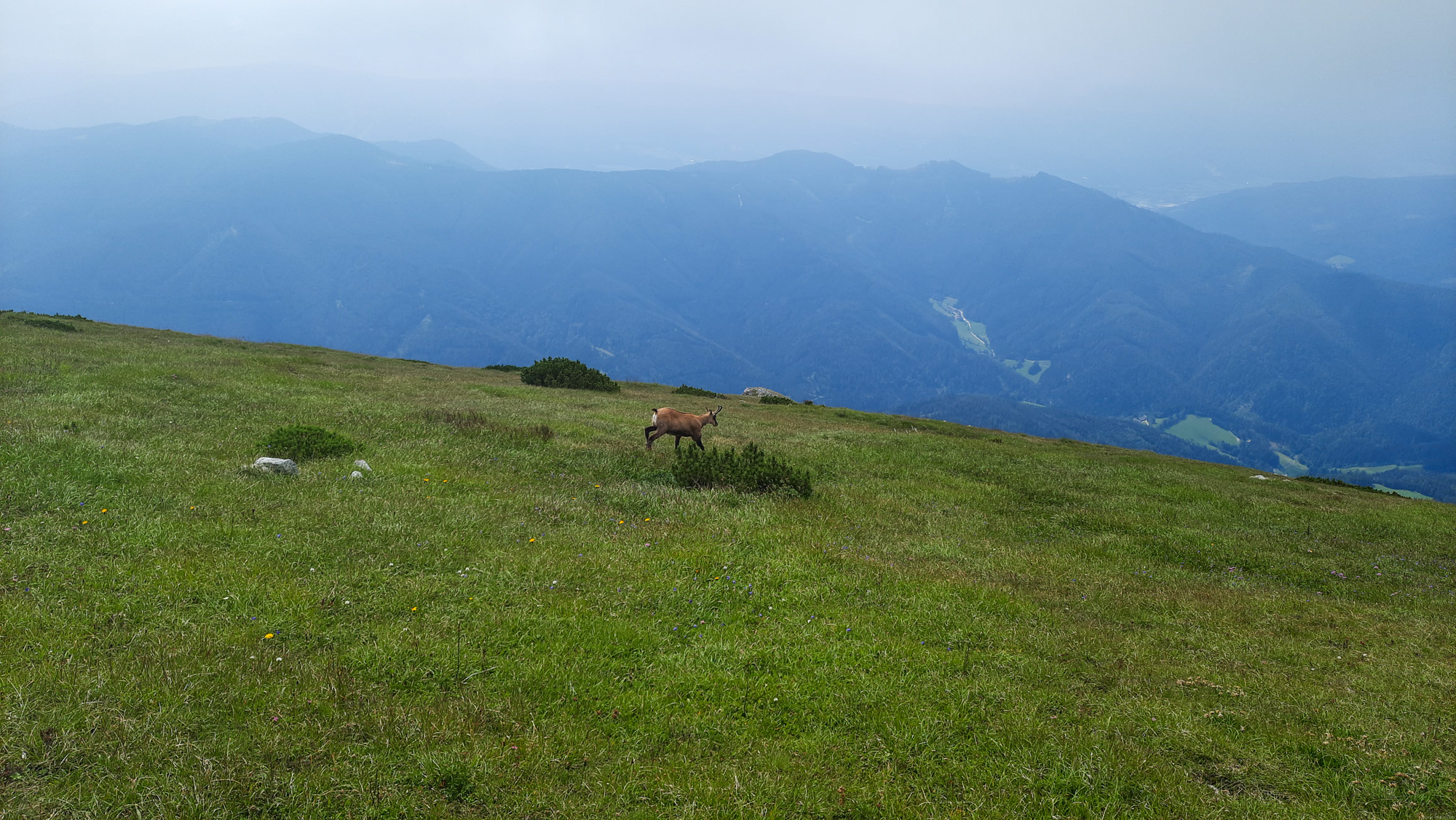 Kamzík pod vrcholom Heukuppe.