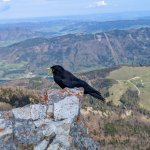 Photo 21: Alpine chough (Pyrrhocorax graculus) on a rock with a view of the Alpine lakes and valleys