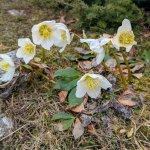 Photo 7: Christmas rose (Helleborus niger), also known as winter rose - growing abundantly in the meadows and open areas below Schafberg