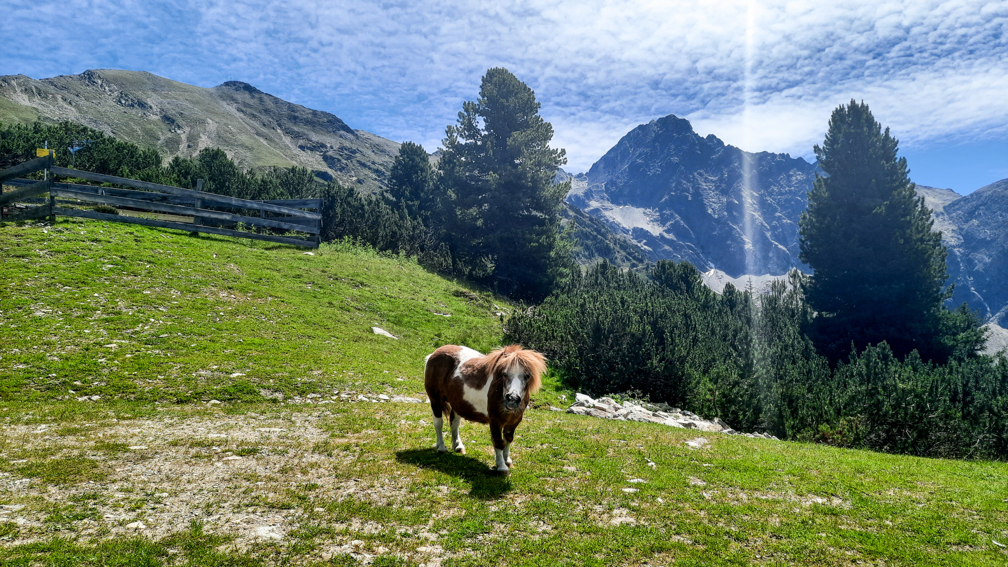 Koník vedľa Neue Bielefelder Hütte, v pozadí Wetterkreuz a Acherkogel.